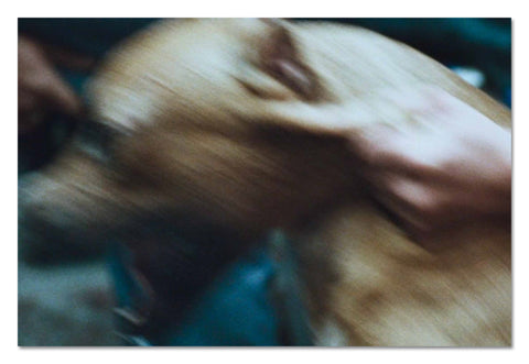 Amores Perros